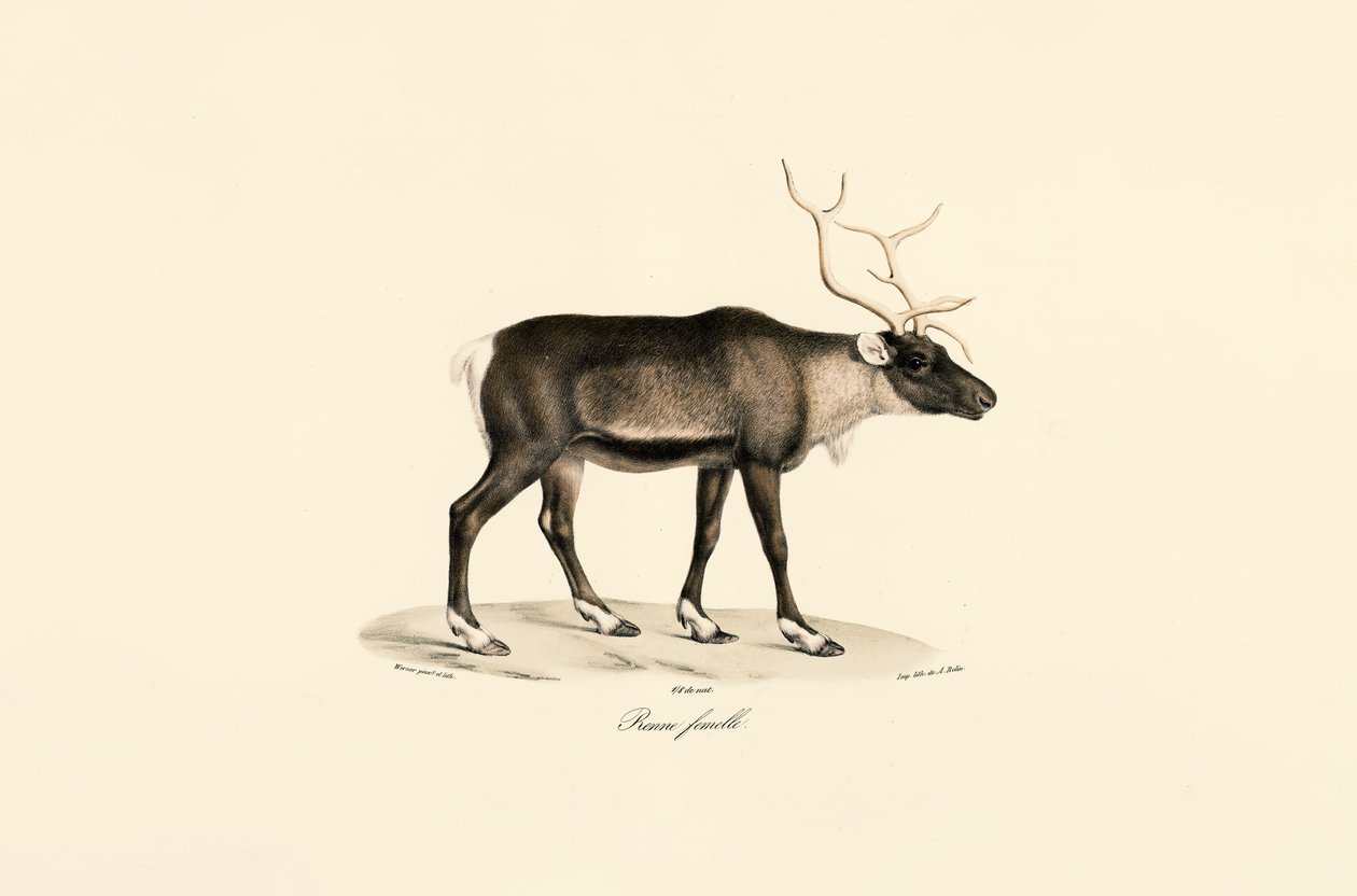 Reno hembra de Jacques Christophe Werner