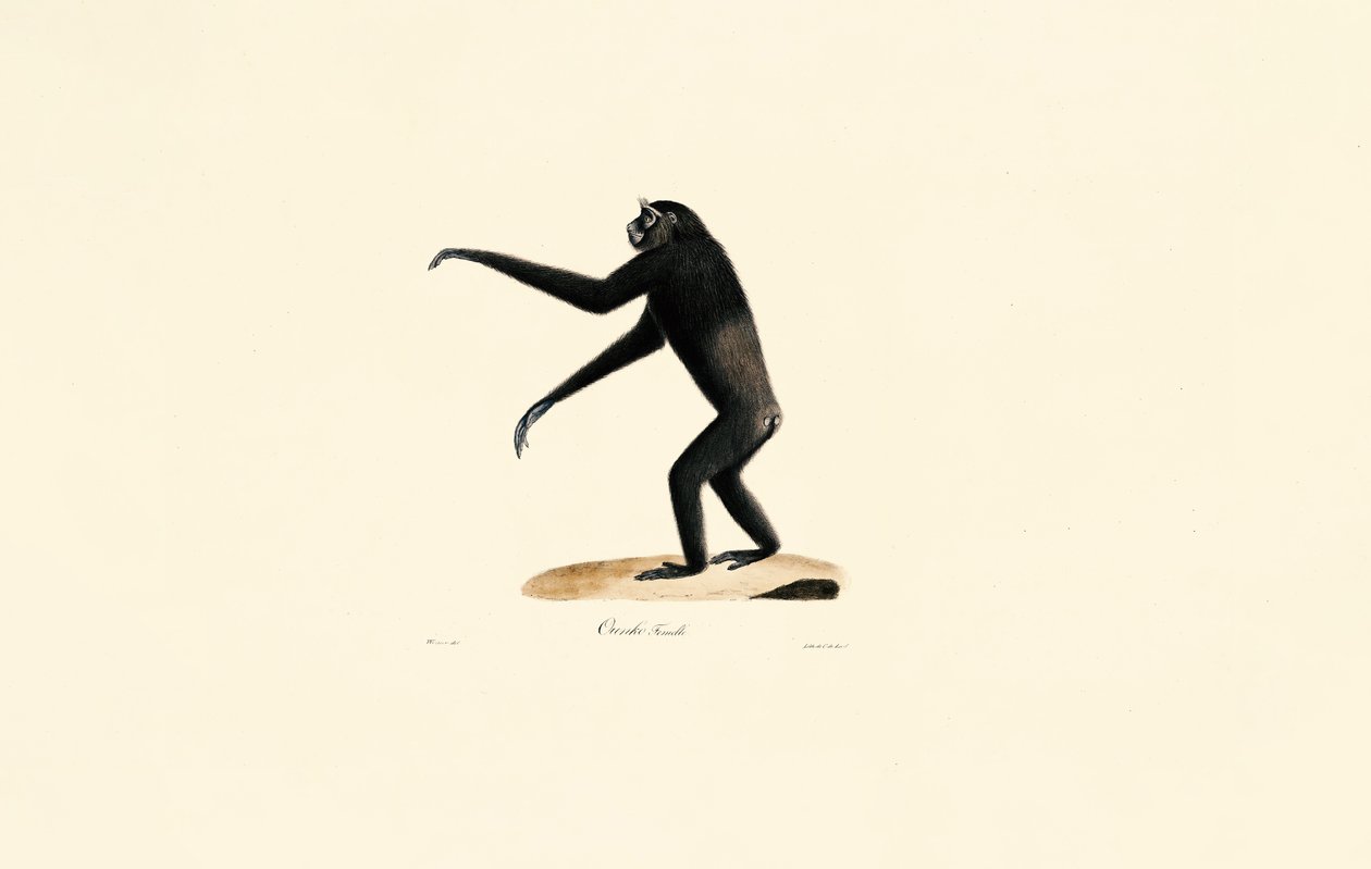 Mujer Siamang de Jacques Christophe Werner