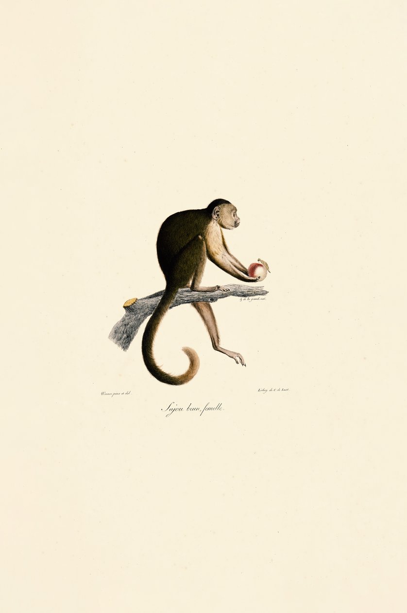 Hembra de capuchino moñudo de Jacques Christophe Werner