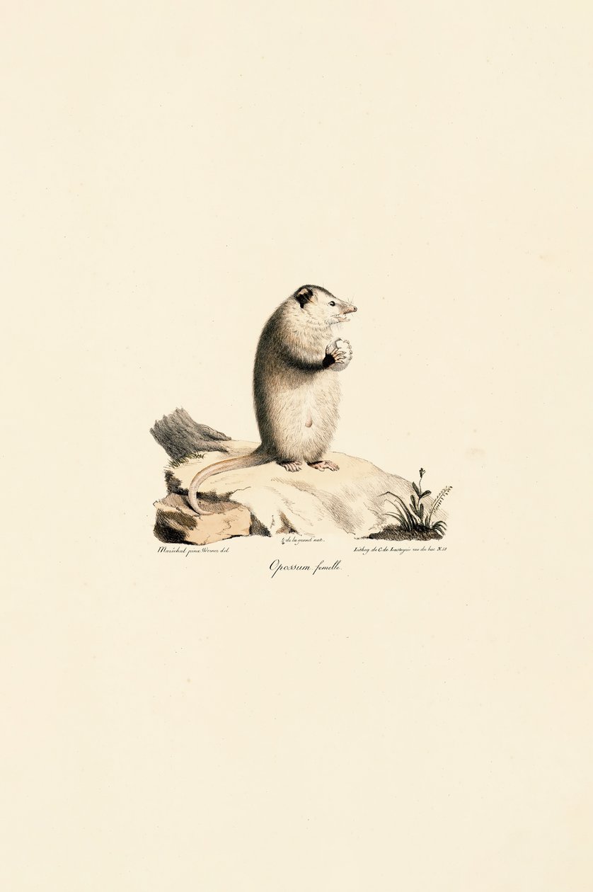 Hembra de zarigüeya de Virginia de Jacques Christophe Werner