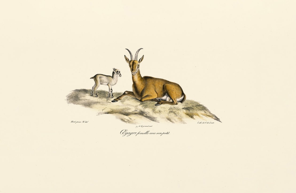  de Jacques Christophe Werner