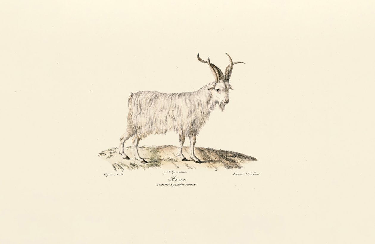 Cabra doméstica de cuatro cuernos de Jacques Christophe Werner