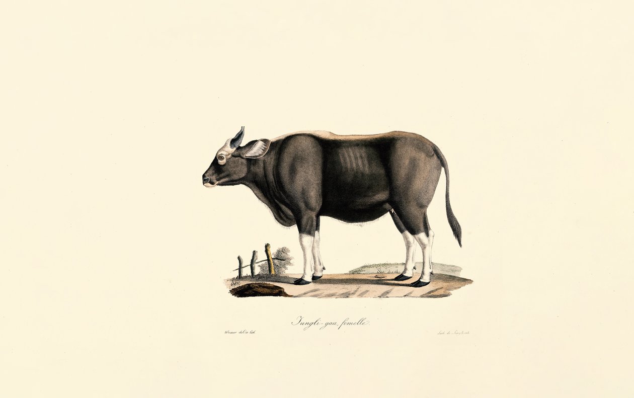 Gaur Mujer de Jacques Christophe Werner