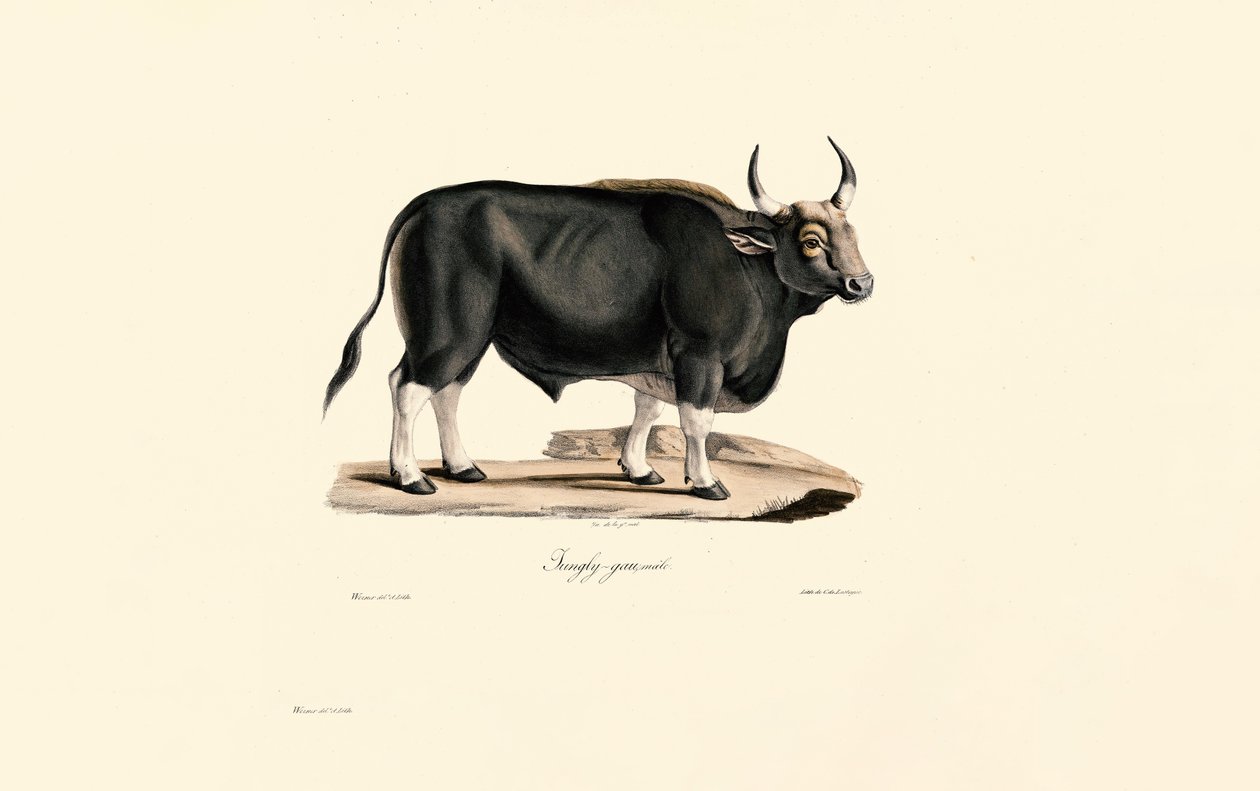 Gaur Hombre de Jacques Christophe Werner