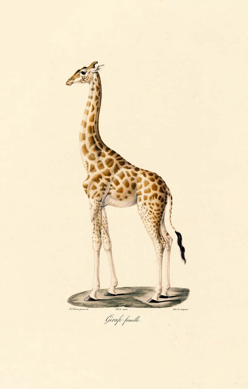 Jirafa (hembra) de Jacques Christophe Werner