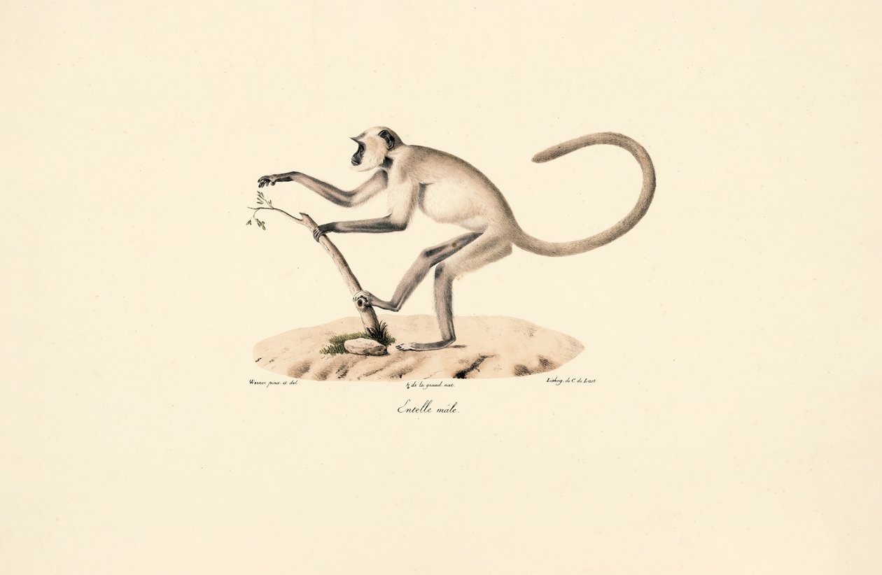  de Jacques Christophe Werner