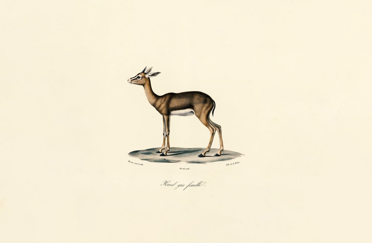  de Jacques Christophe Werner