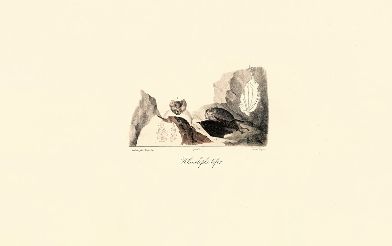  de Jacques Christophe Werner