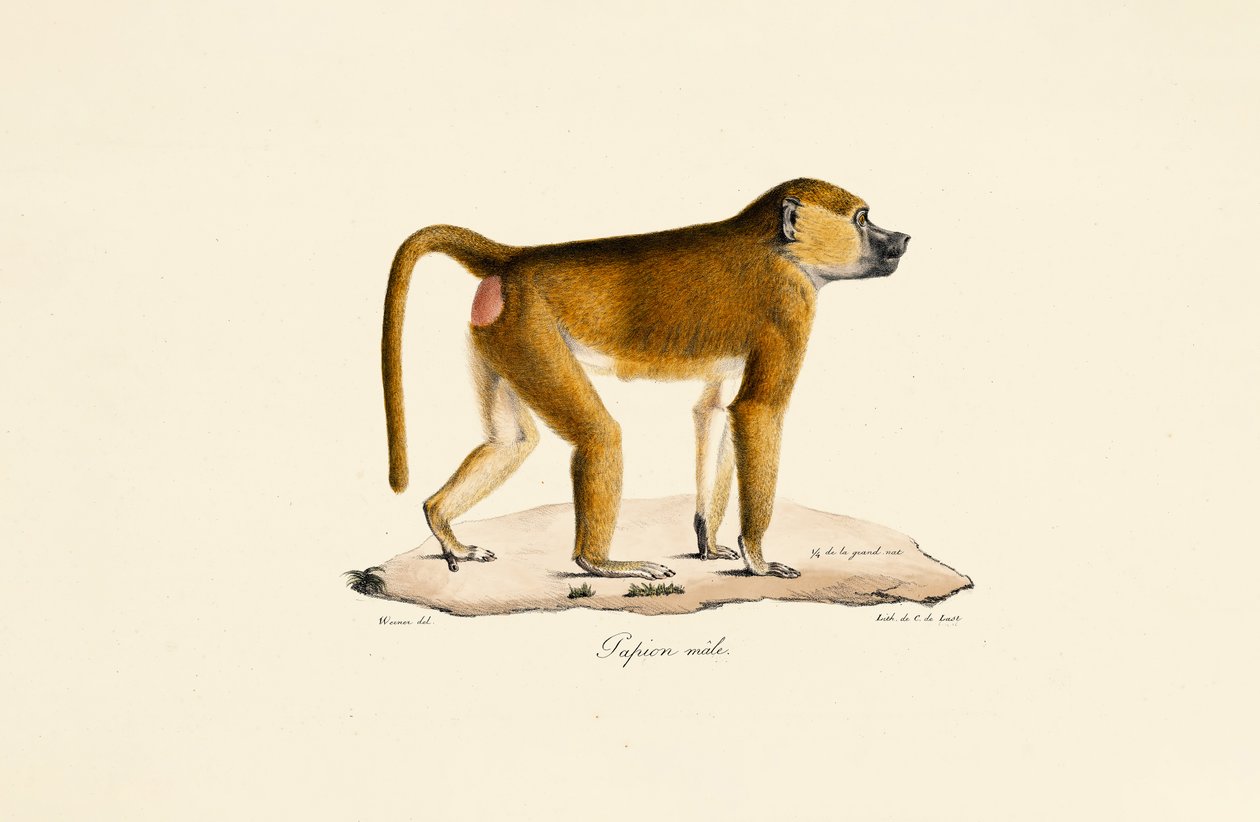  de Jacques Christophe Werner