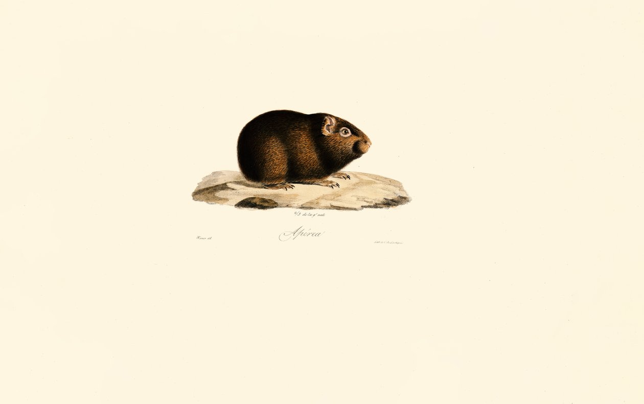 Conejillo de Indias de Jacques Christophe Werner