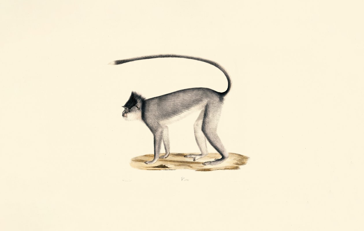 Langur Hanuman de Jacques Christophe Werner
