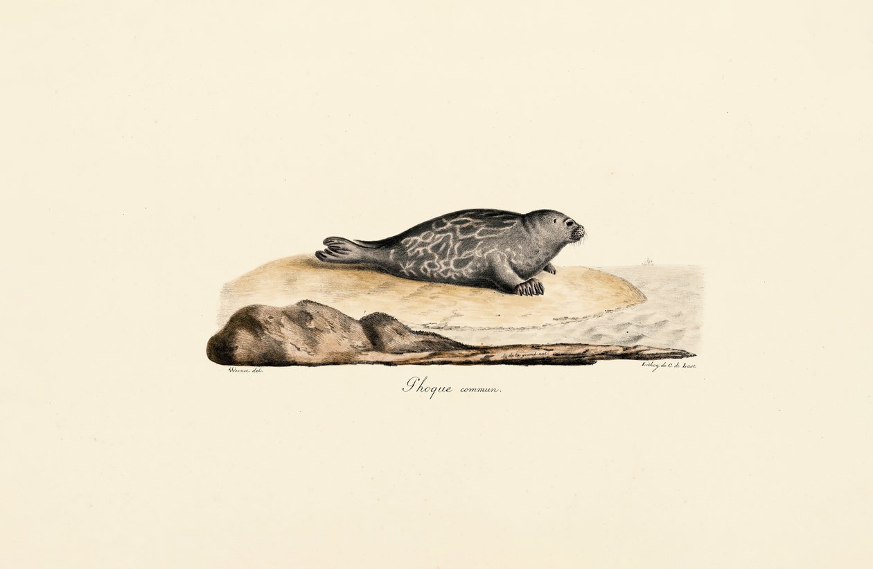 Foca común de Jacques Christophe Werner