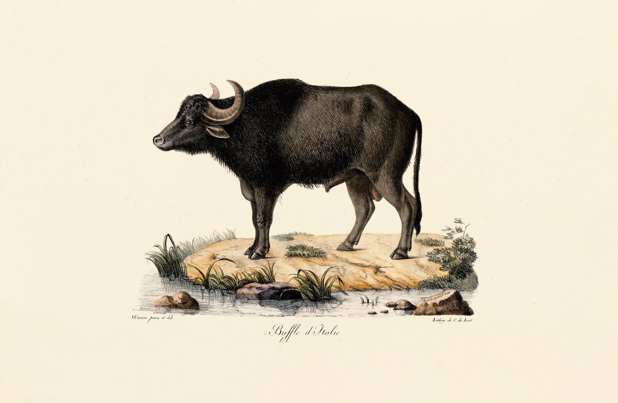 Búfalo de agua italiano de Jacques Christophe Werner