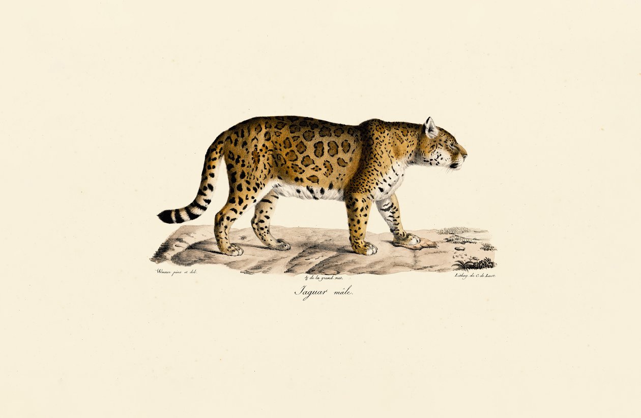  de Jacques Christophe Werner