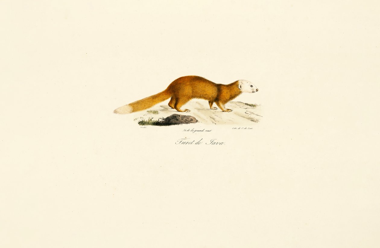 Hurón de Java Tejón de Jacques Christophe Werner