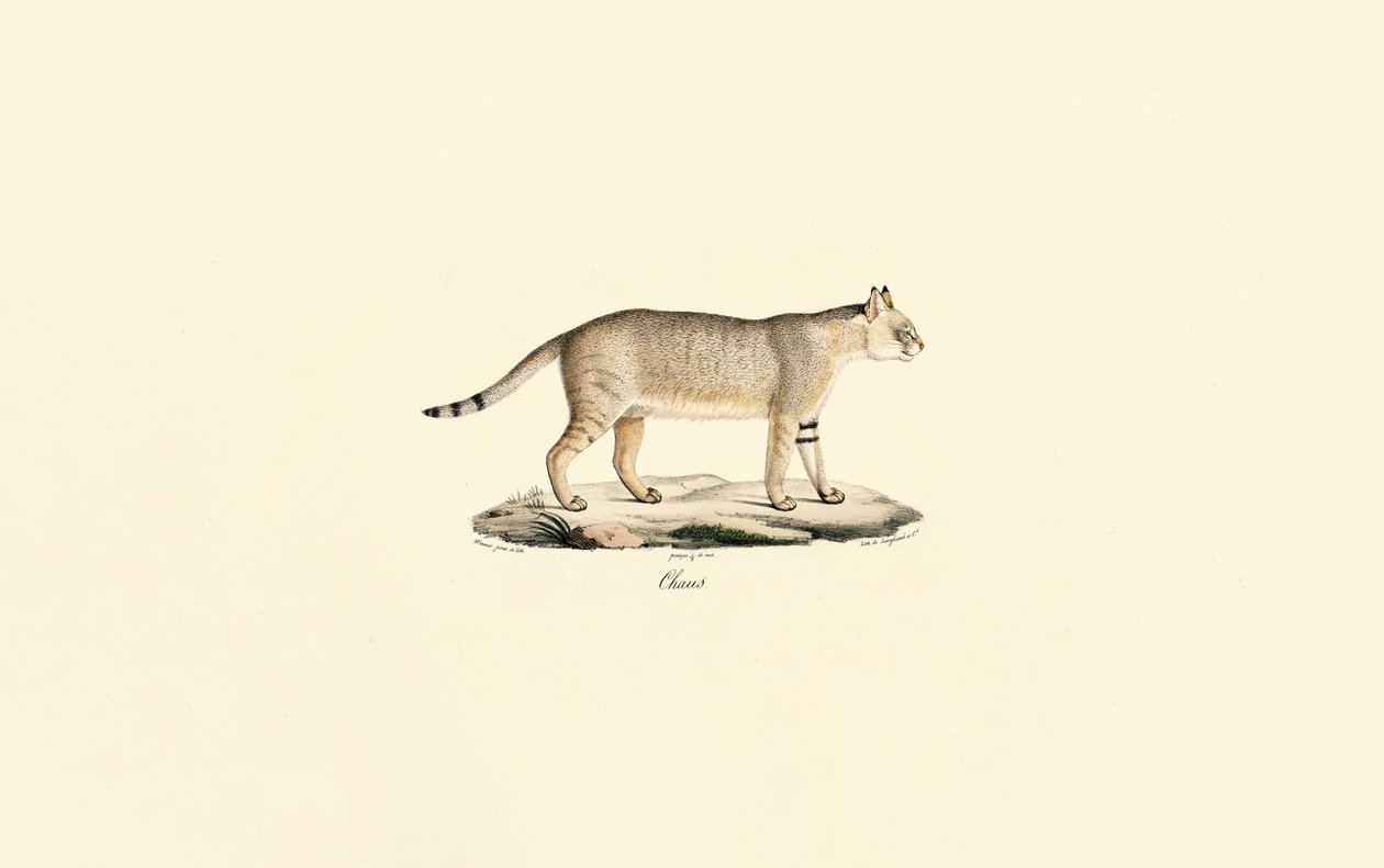  de Jacques Christophe Werner