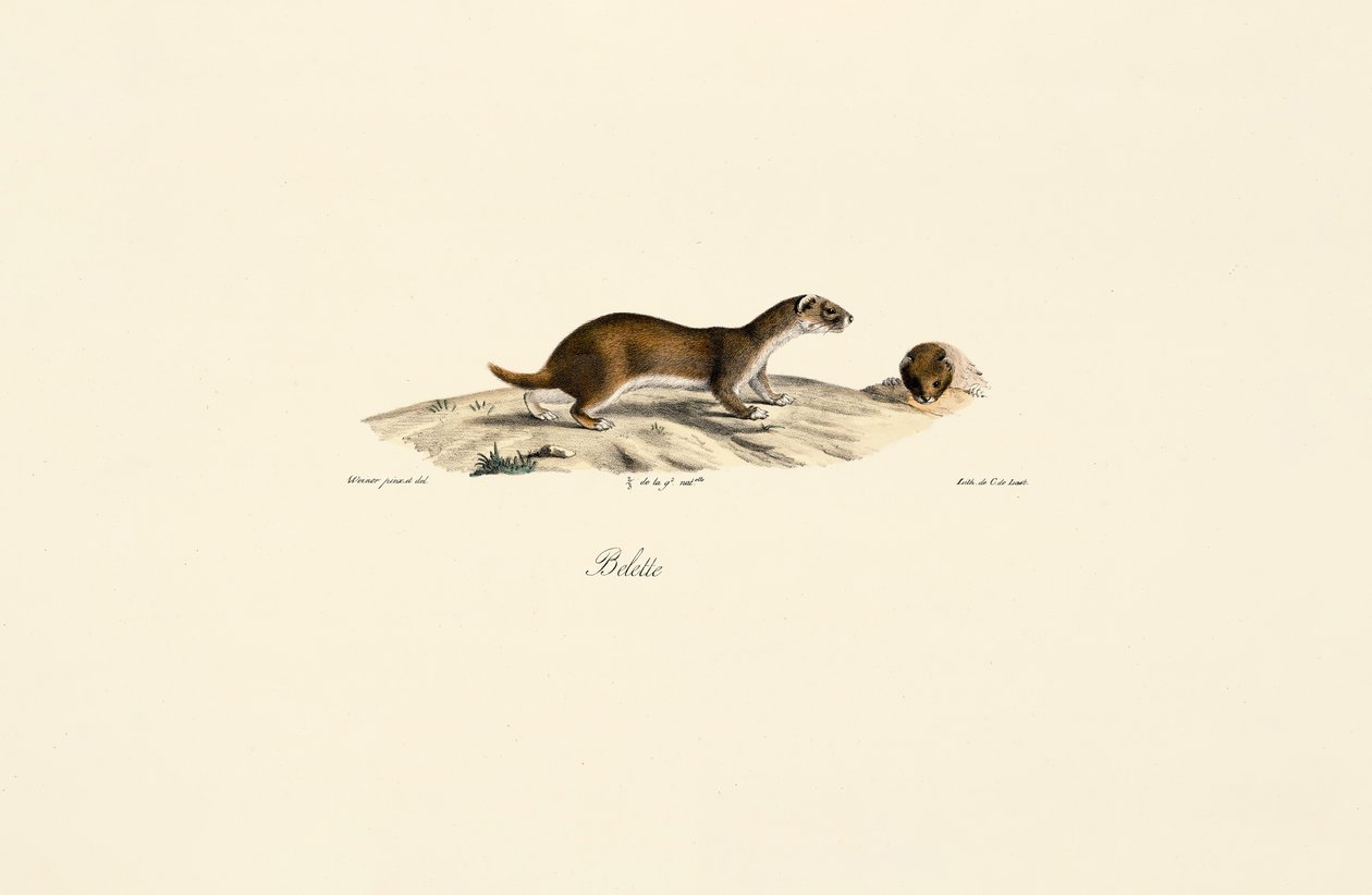 de Jacques Christophe Werner