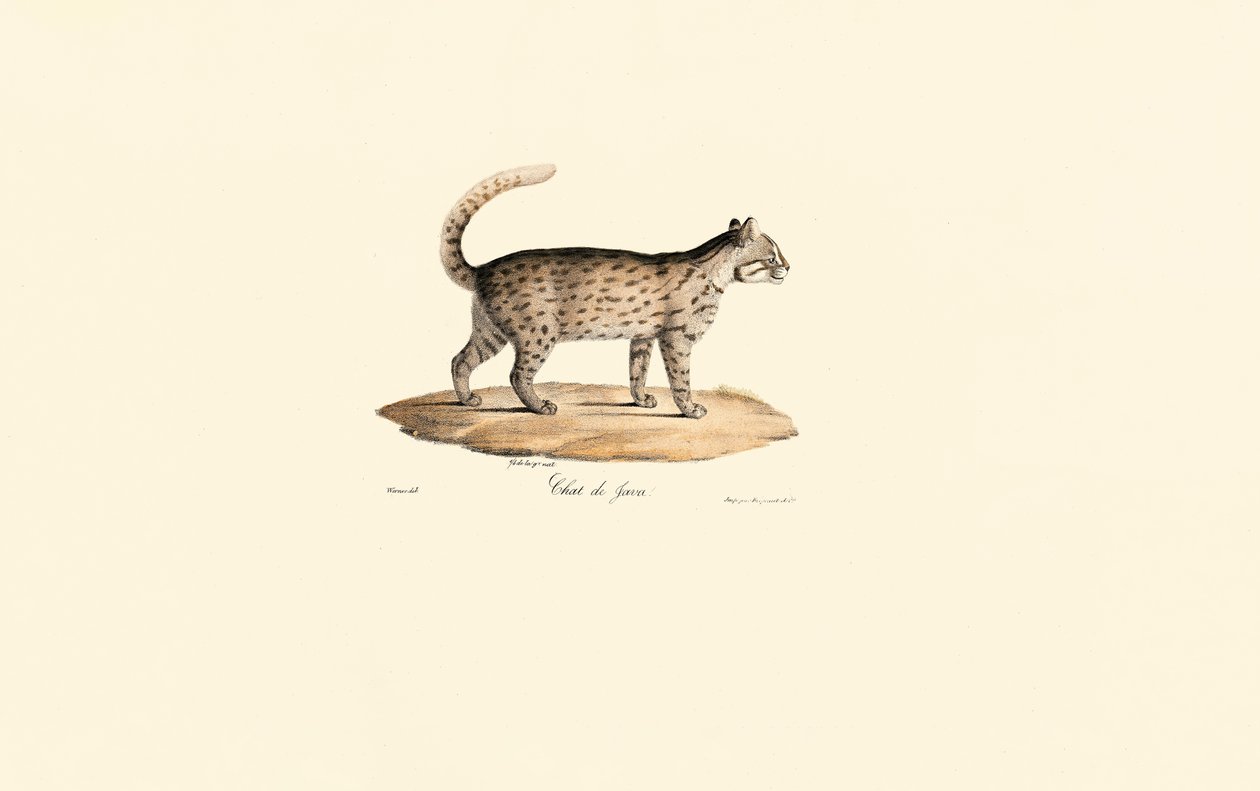 Gato leopardo (Prionailurus bengalensis) de Jacques Christophe Werner