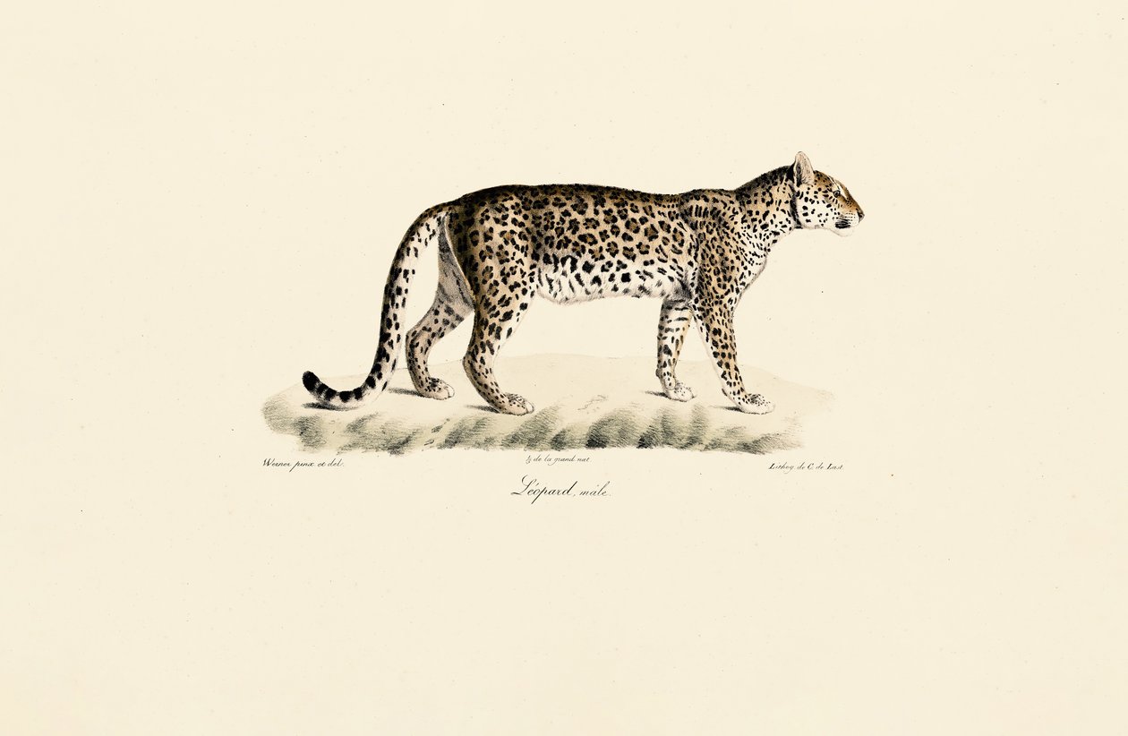 Leopardo, macho de Jacques Christophe Werner