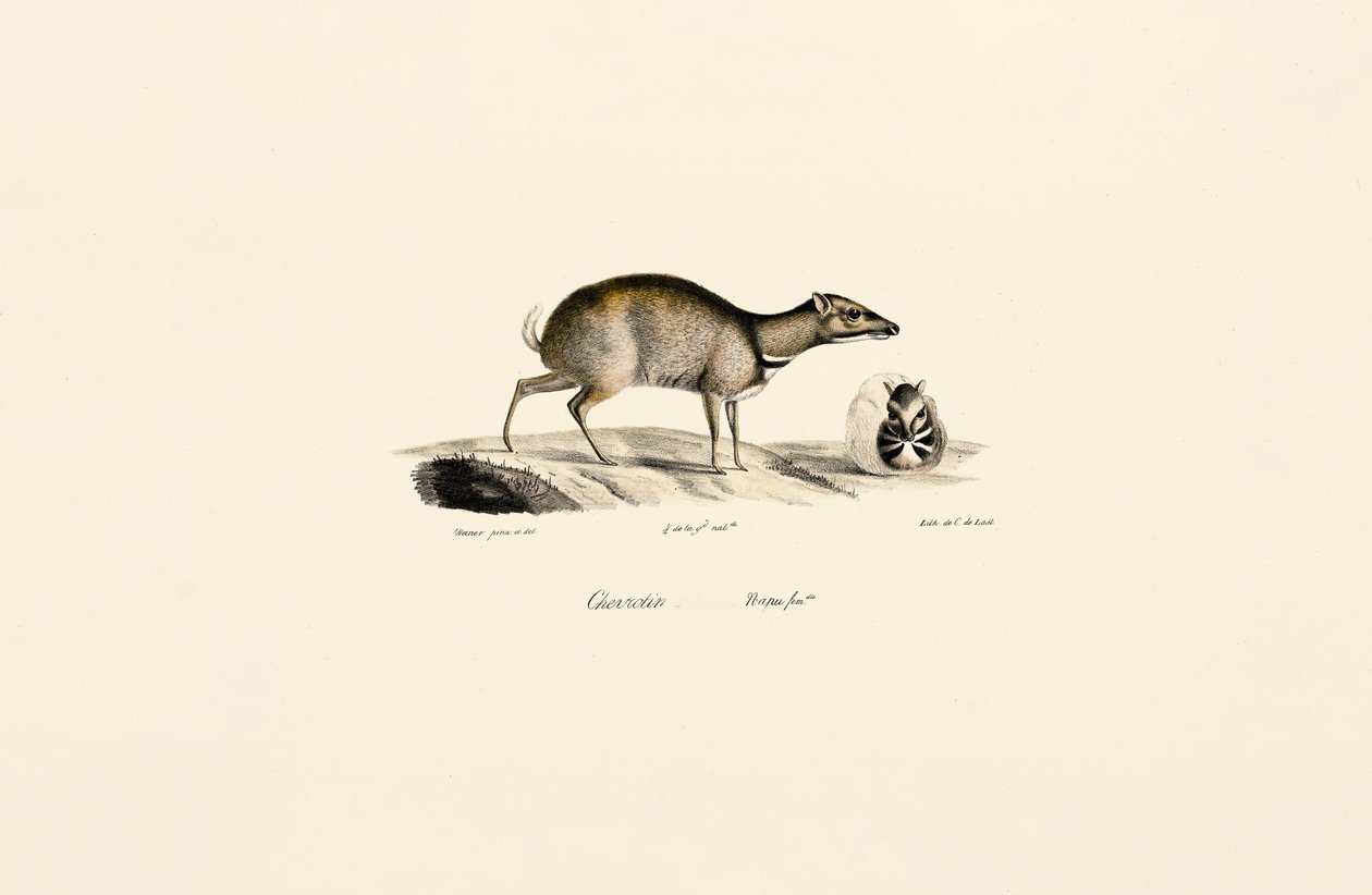Ratón pequeño (Tragulus kanchil) de Jacques Christophe Werner