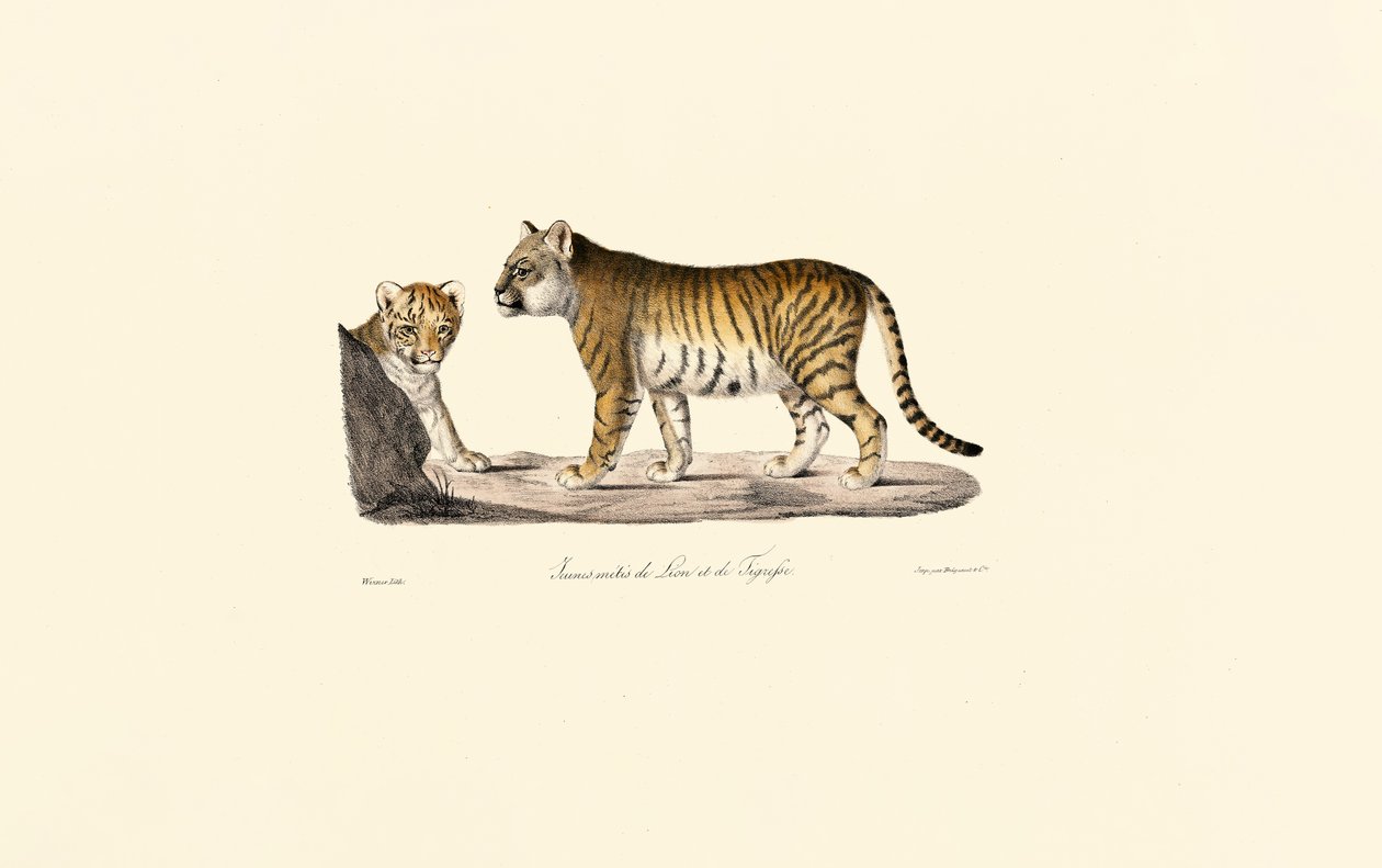  de Jacques Christophe Werner