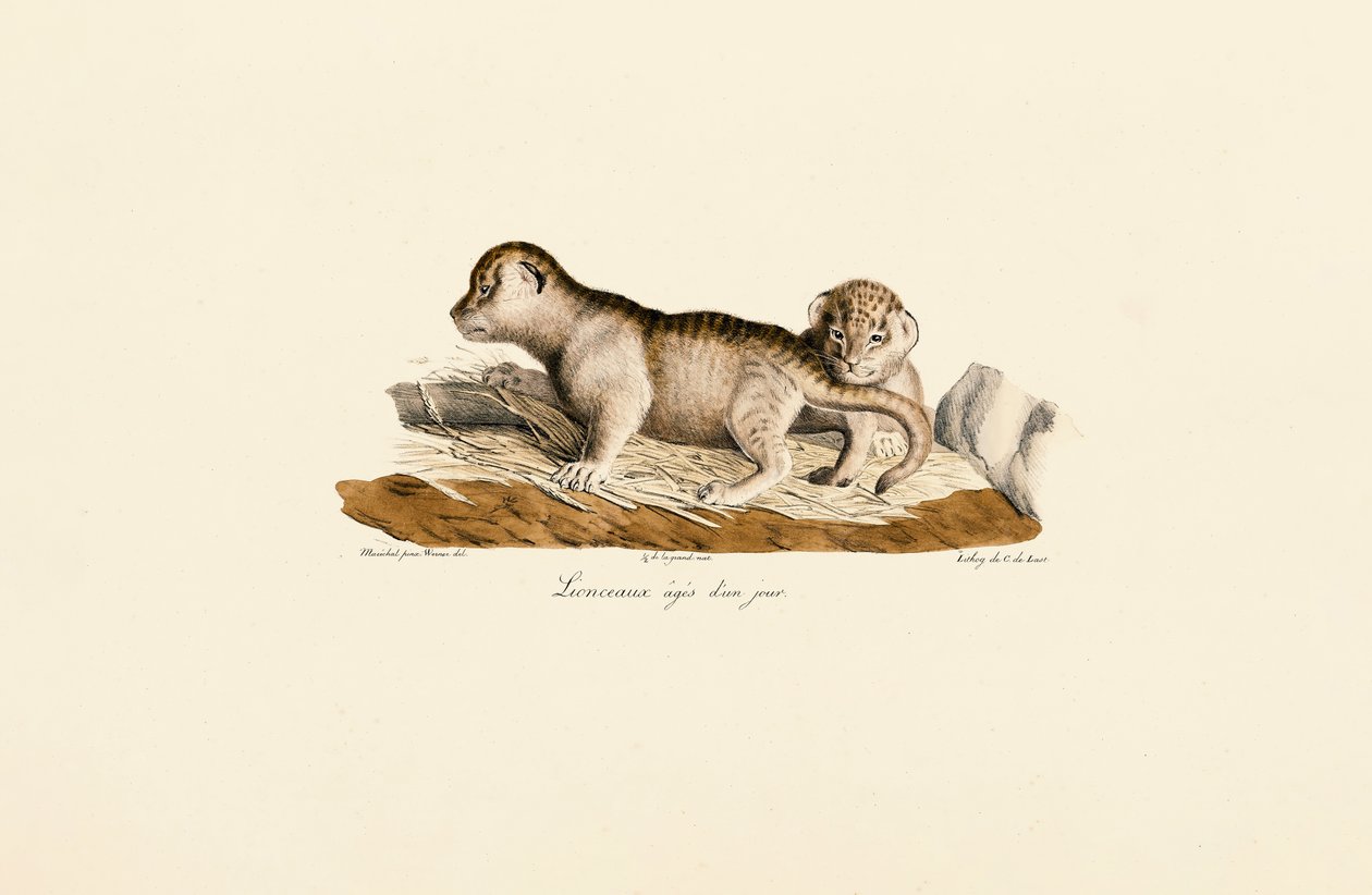 Cachorros de león de un día de Jacques Christophe Werner