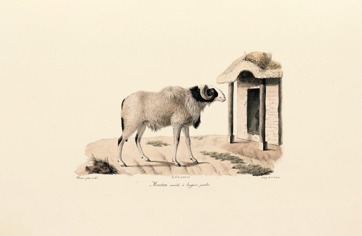  de Jacques Christophe Werner