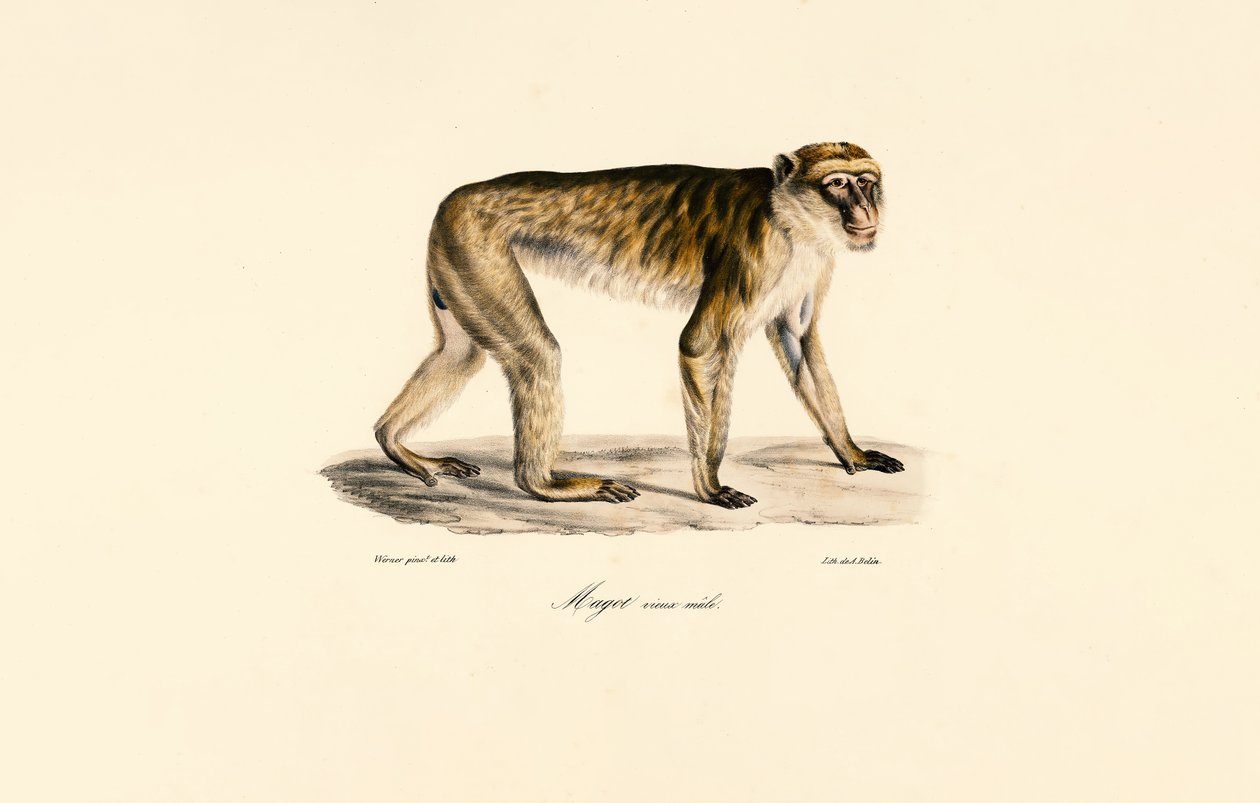 Macaco de cola larga (macho) de Jacques Christophe Werner