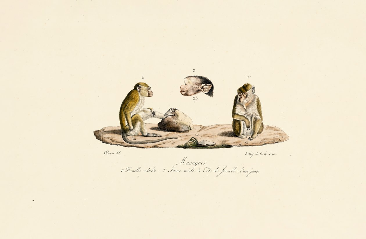 Macacos en diferentes etapas de edad de Jacques Christophe Werner