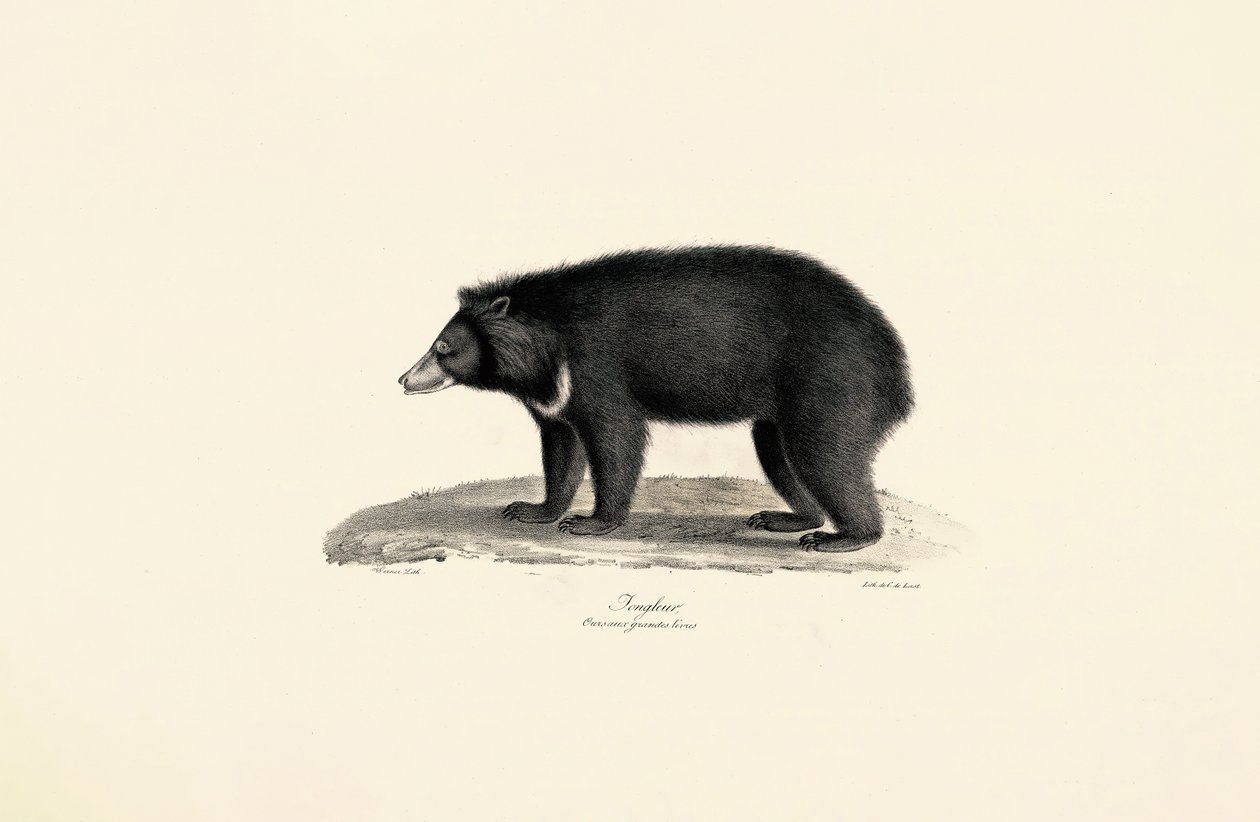 Oso solar malayo de Jacques Christophe Werner
