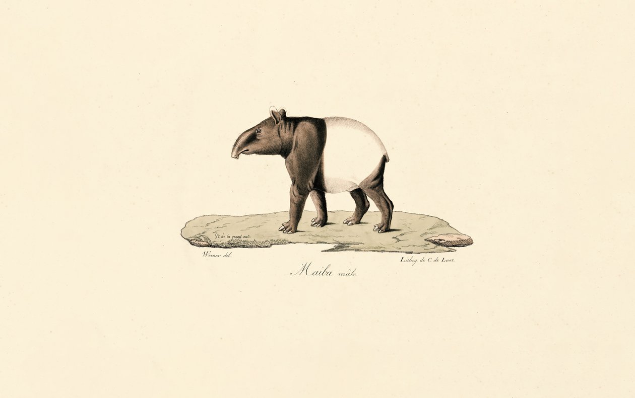 Tapir malayo de Jacques Christophe Werner