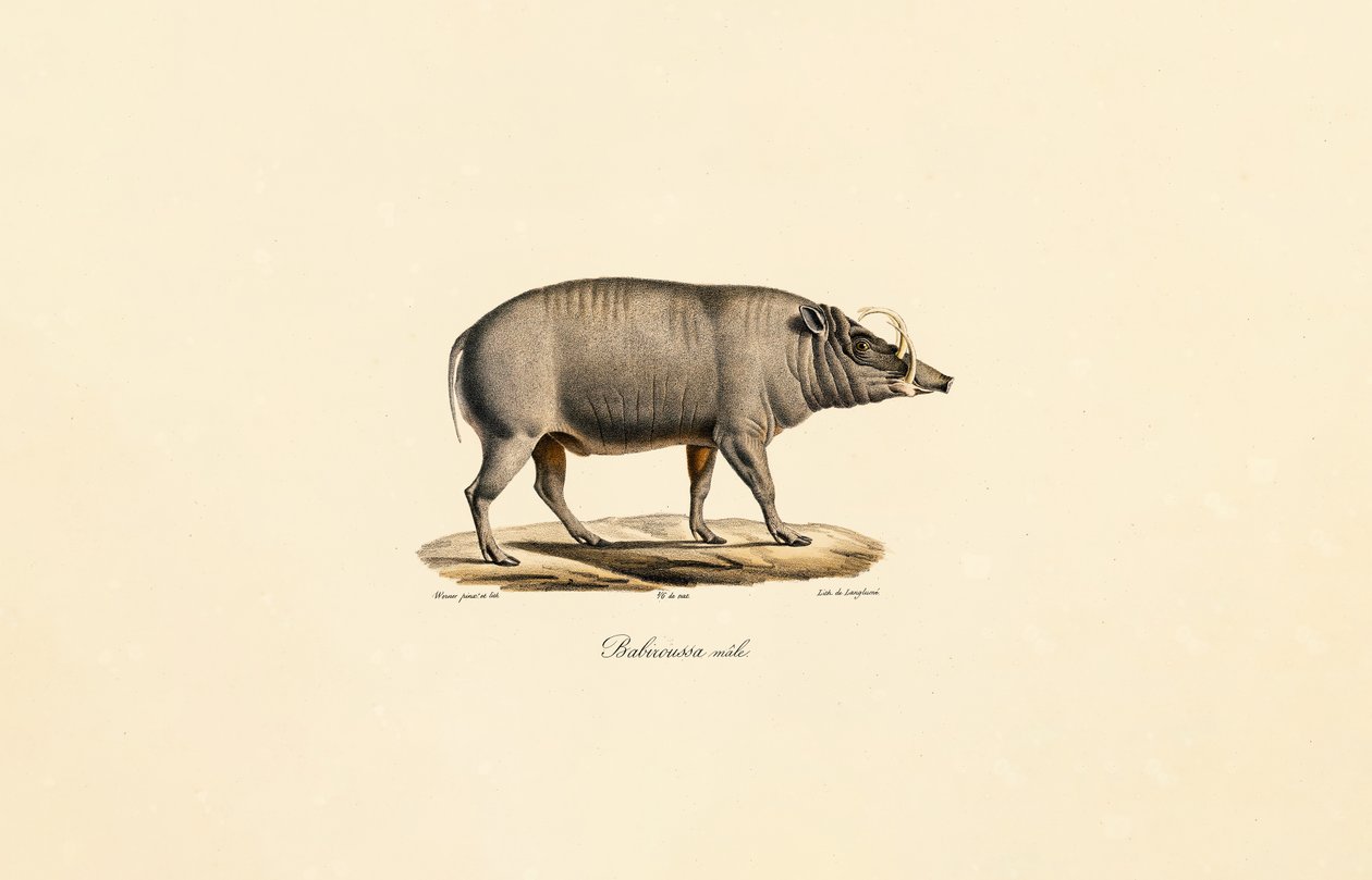 Hombre Babirusa de Jacques Christophe Werner