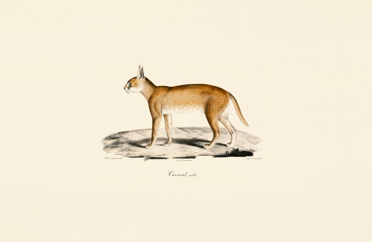 Caracal macho de Jacques Christophe Werner