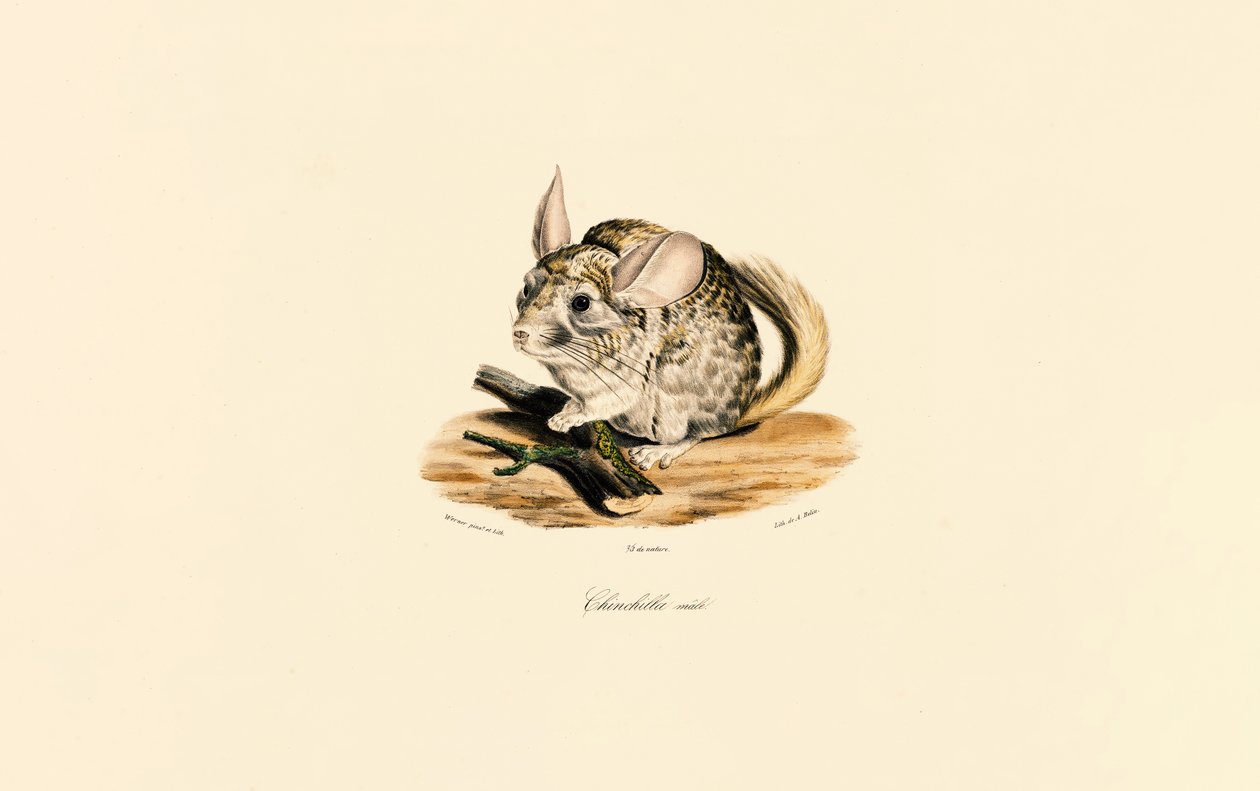 Chinchilla macho de Jacques Christophe Werner