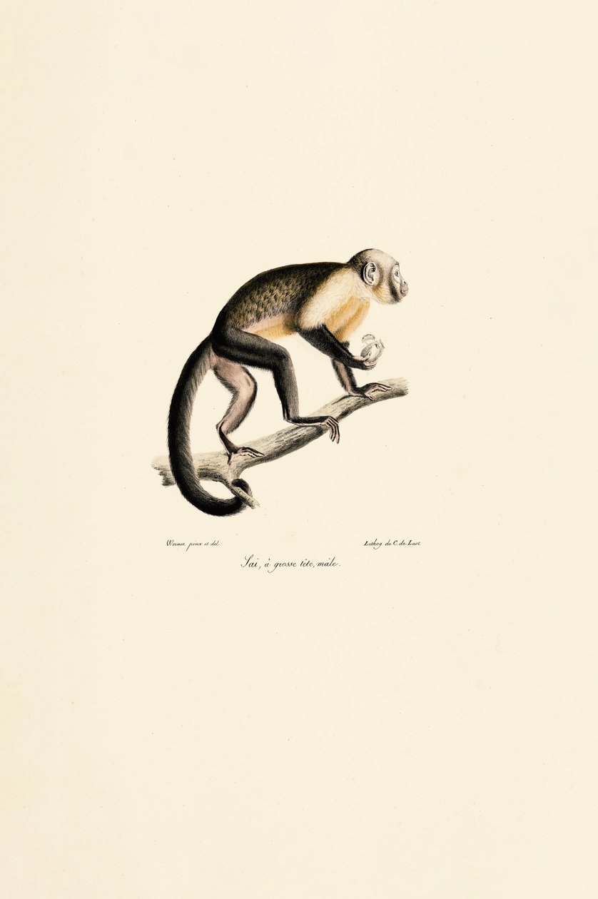 Macho de mono ardilla común de Jacques Christophe Werner