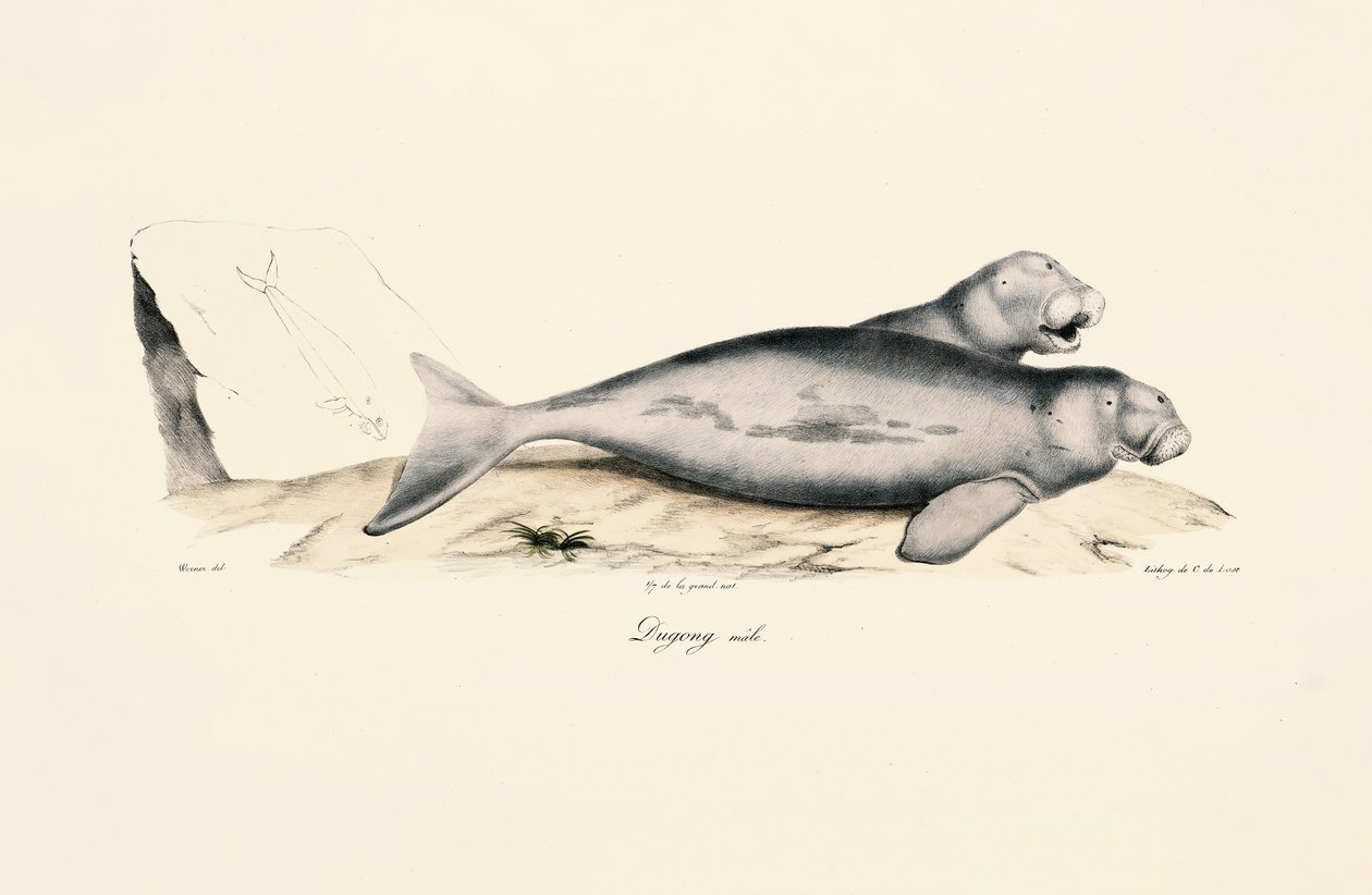 Dugongo macho de Jacques Christophe Werner