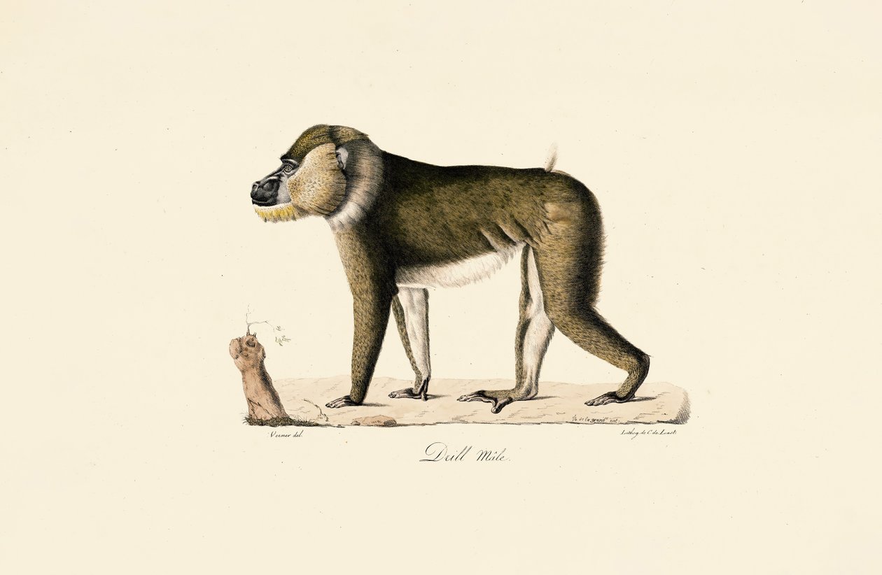 Babuino Gelada macho de Jacques Christophe Werner