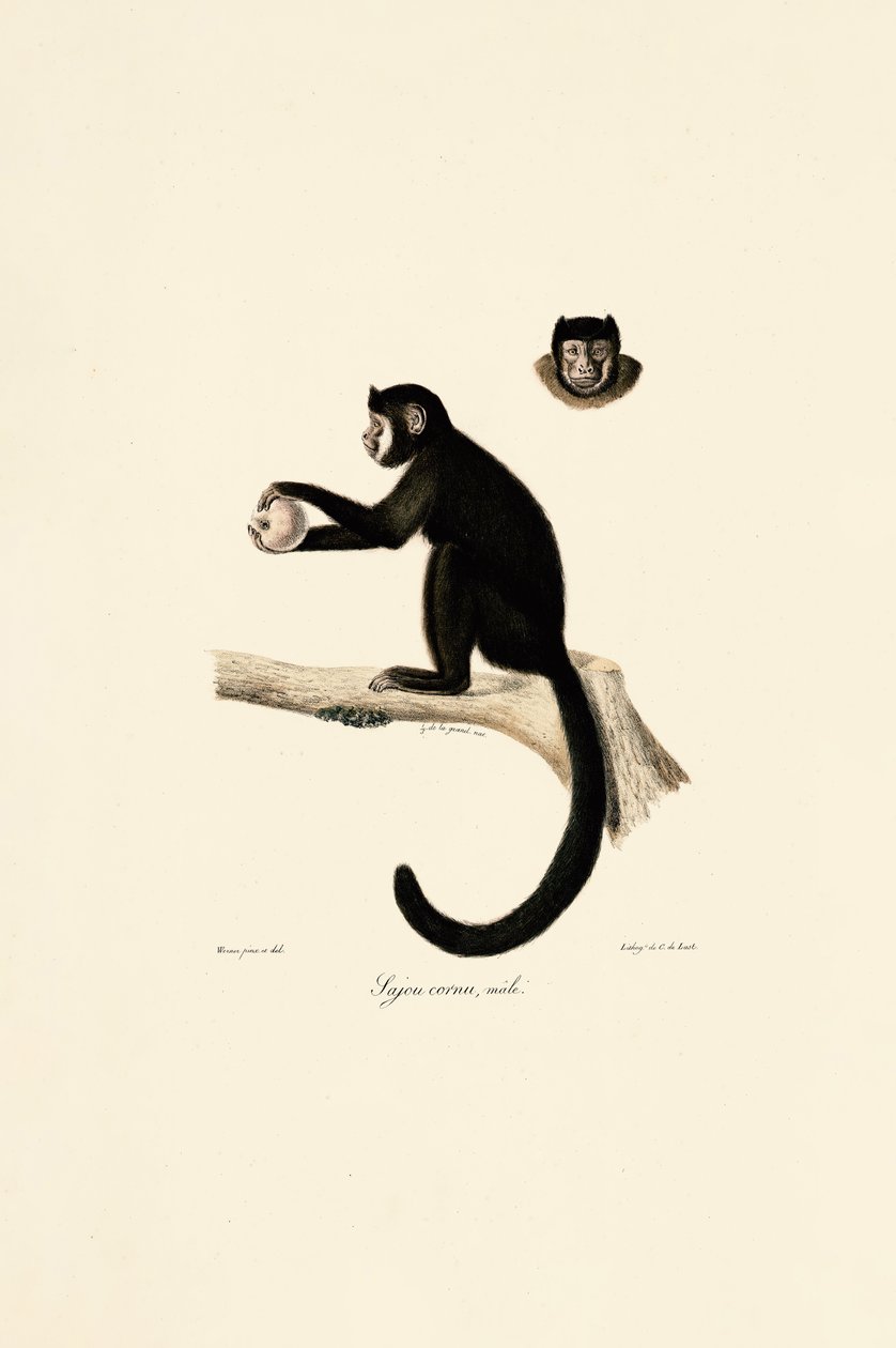 Capuchino cornudo macho de Jacques Christophe Werner