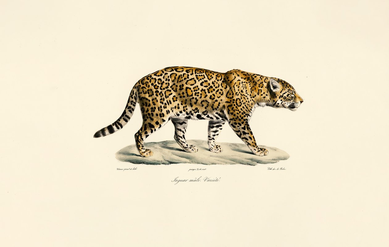 Jaguar macho de Jacques Christophe Werner