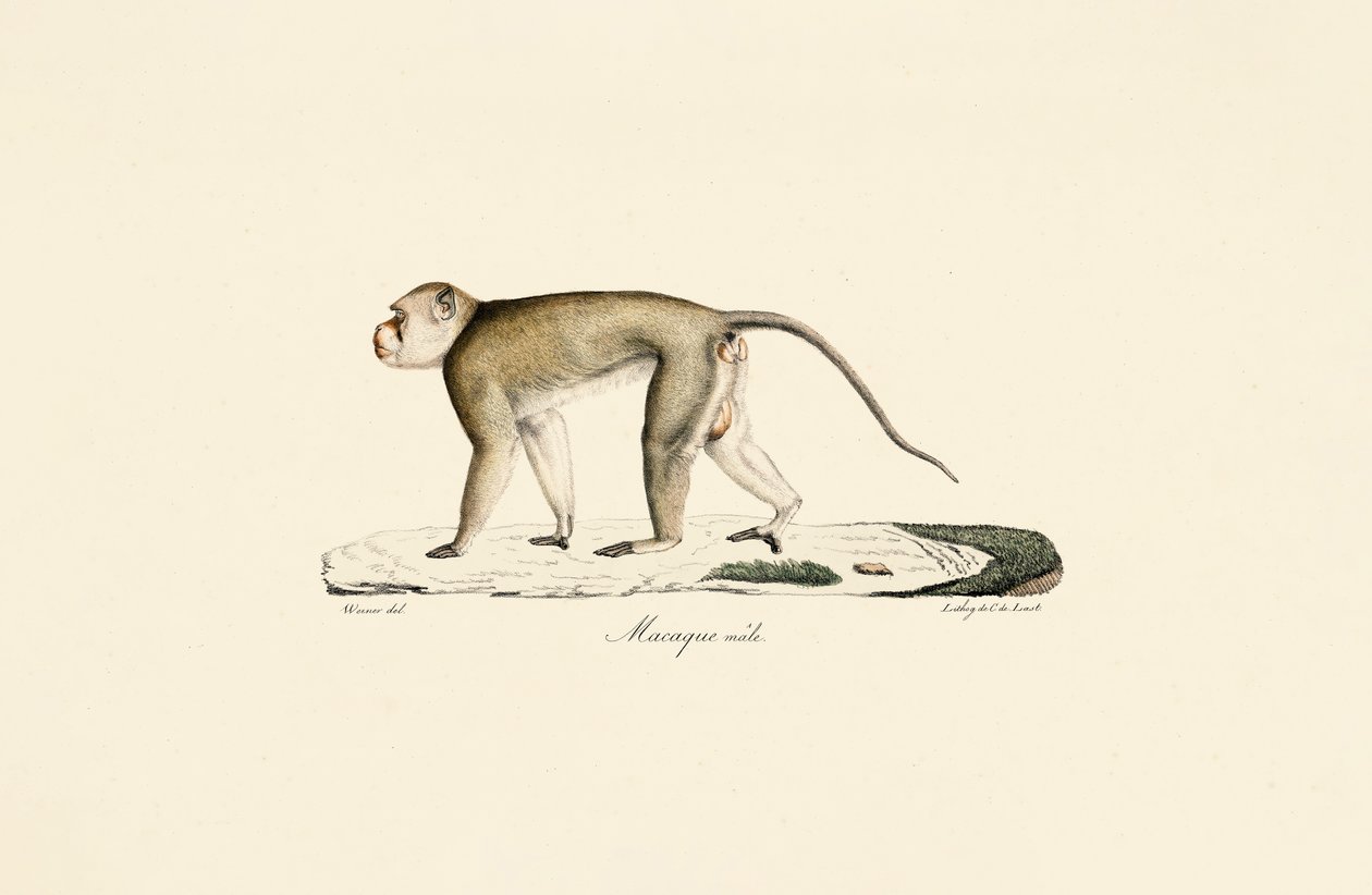 Macaco macho de Jacques Christophe Werner