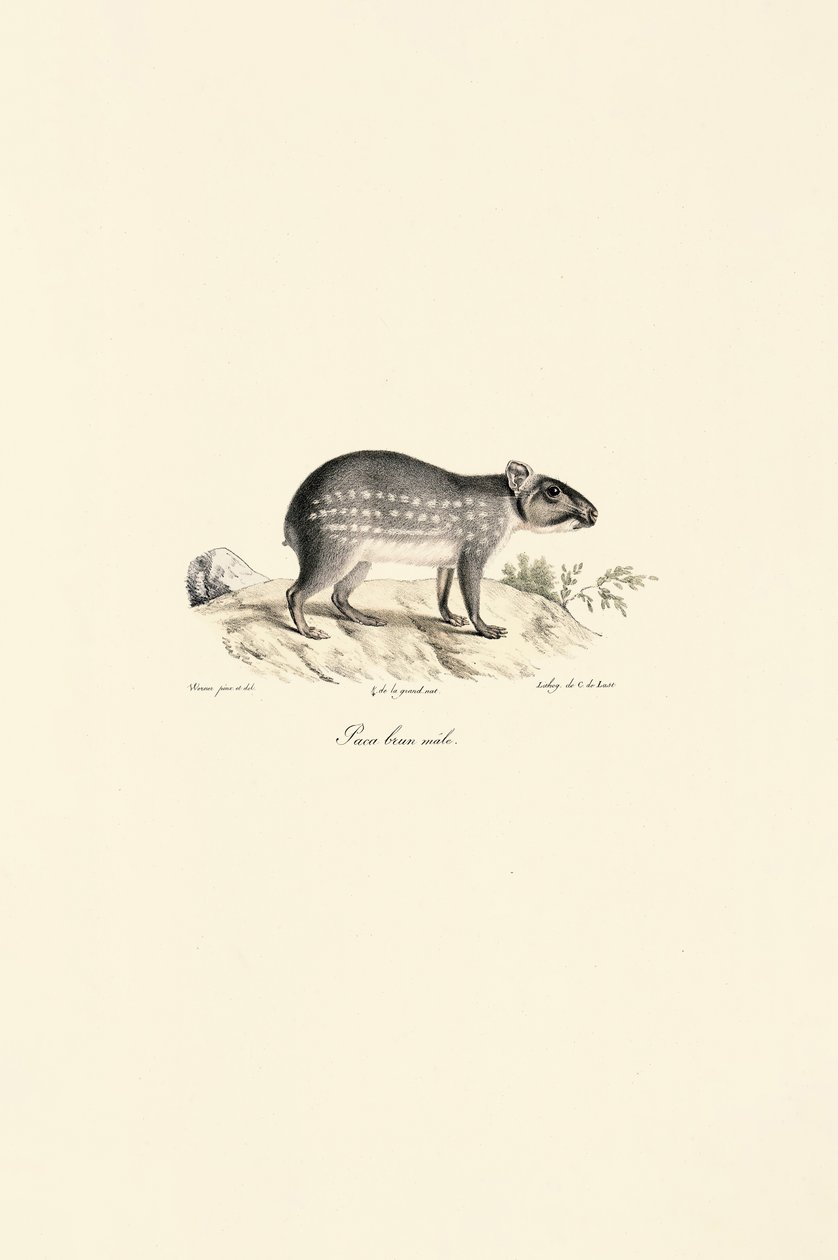 Paca moteada macho de Jacques Christophe Werner