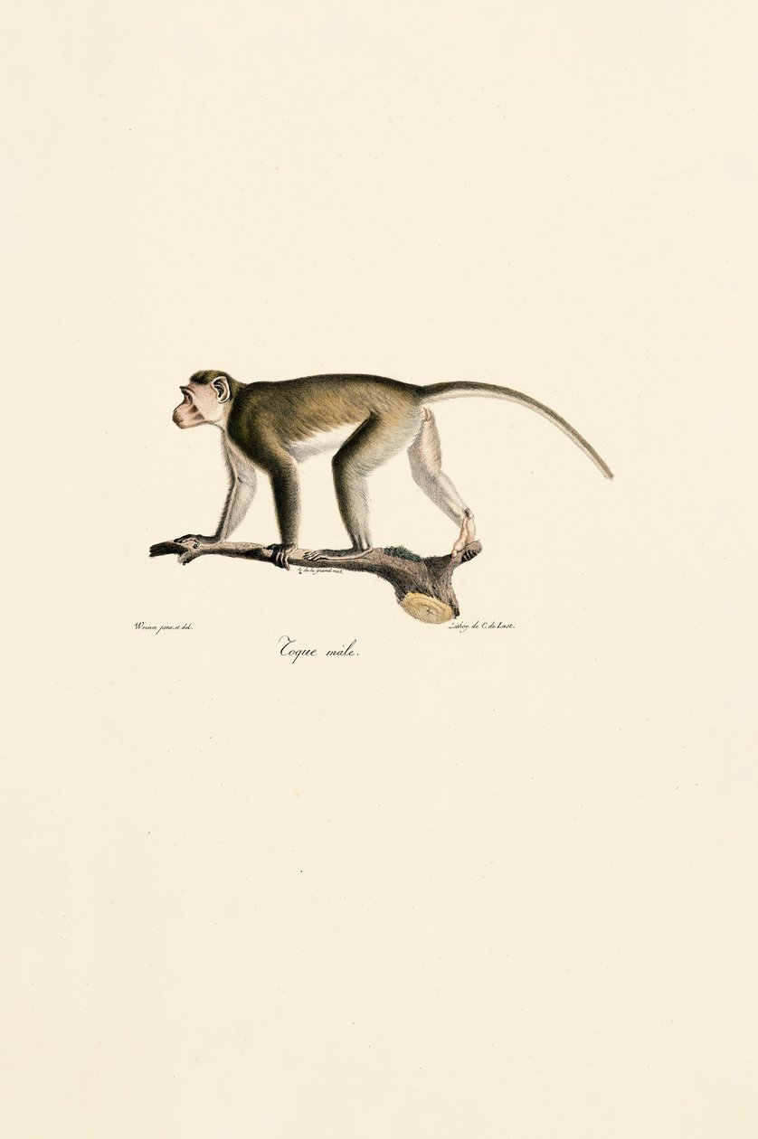 Mono ardilla macho de Jacques Christophe Werner