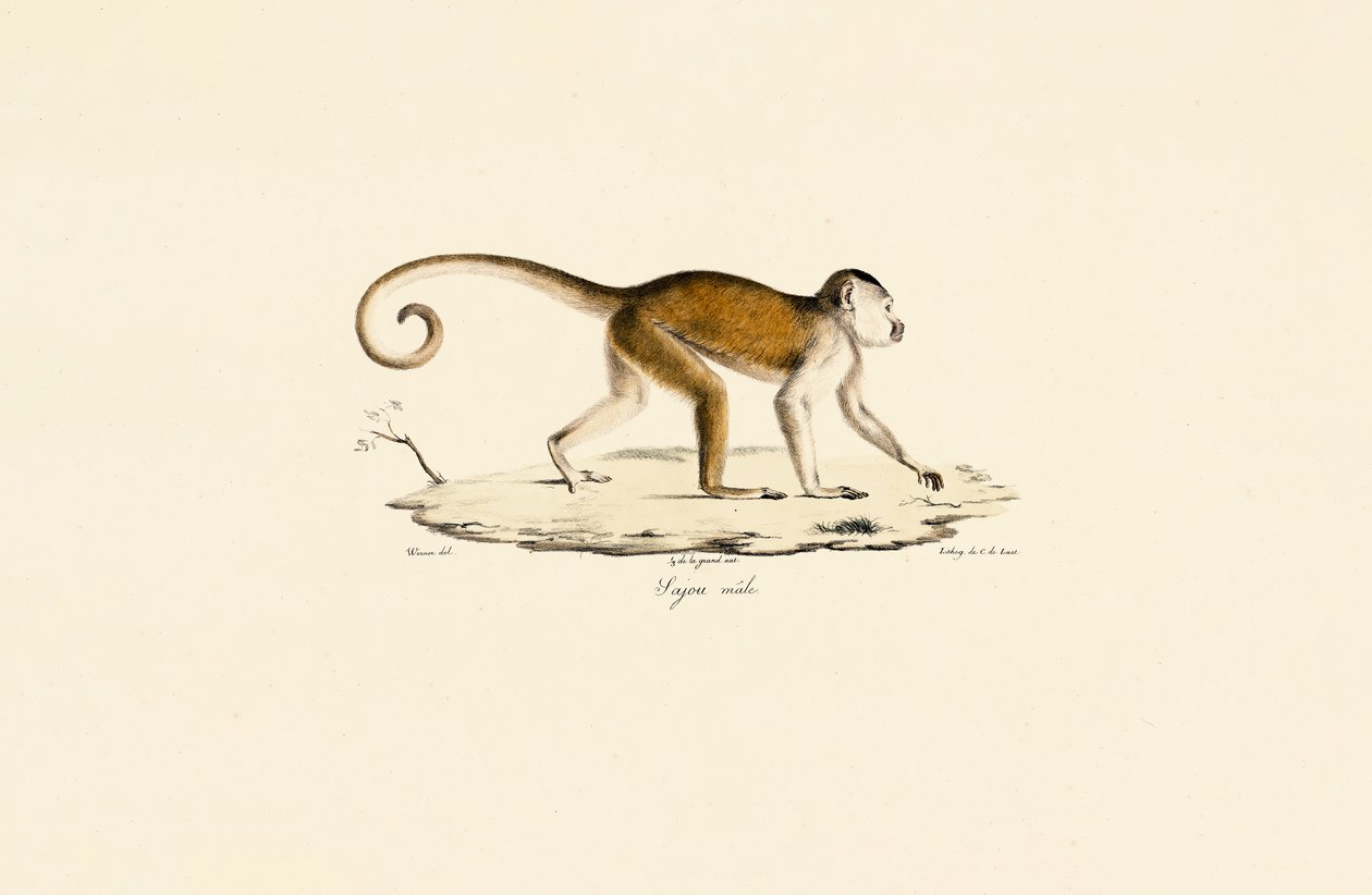 Capuchino moñudo macho de Jacques Christophe Werner