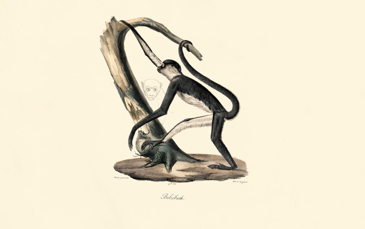 Guereza manchada de Jacques Christophe Werner