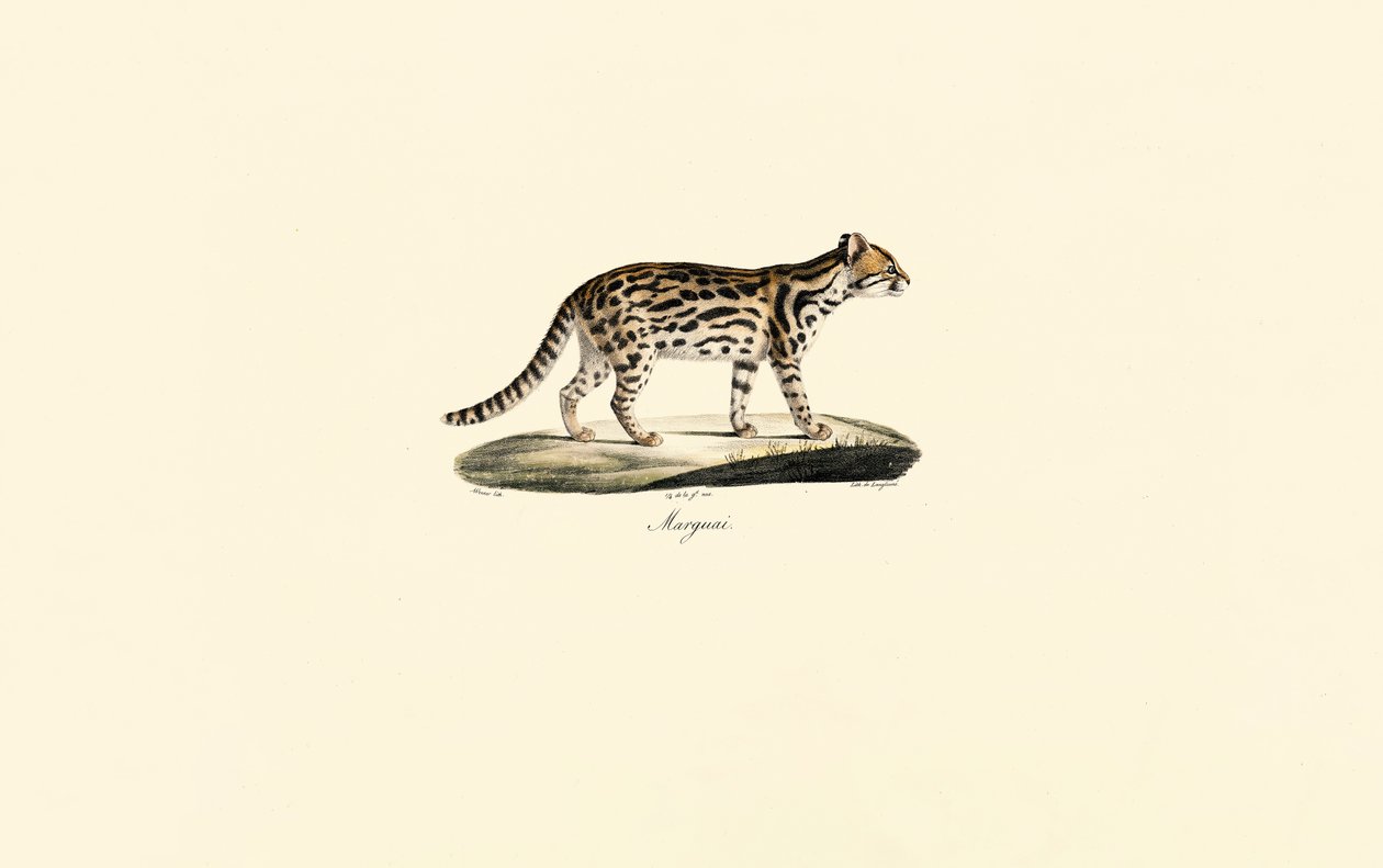  de Jacques Christophe Werner