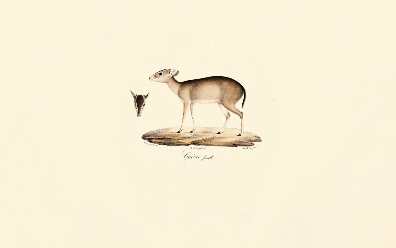 Buzo de Maxwell (Buzo Guéréi, Hembra) de Jacques Christophe Werner