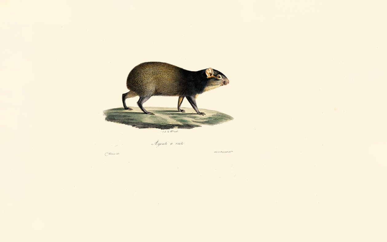 Puercoespín mexicano de Jacques Christophe Werner