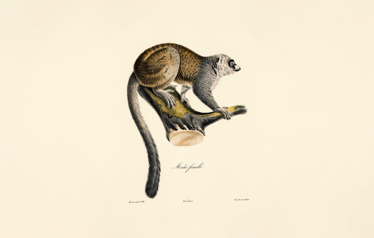 Lemur mangosta (hembra) de Jacques Christophe Werner