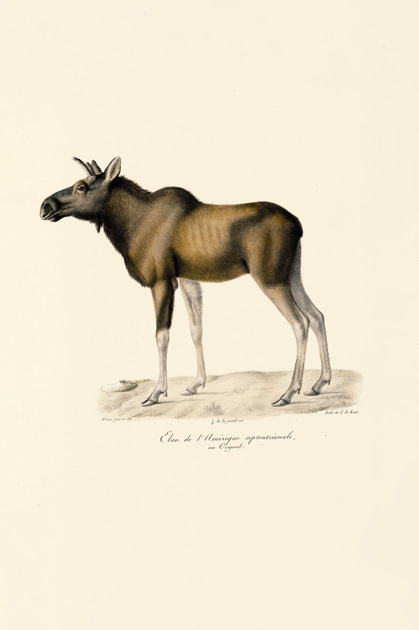  de Jacques Christophe Werner