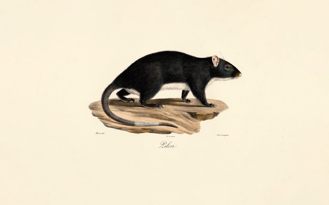  de Jacques Christophe Werner